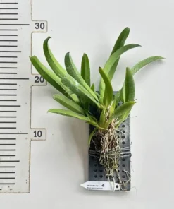 Alternative view of Rodridenia Woon Leng's Red Gem Blooming Size - Mounted