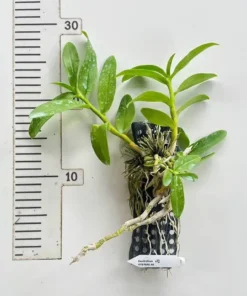 Alternative view of Dendrobium Parishii Semi Alba (PARIS AB) Blooming Size - Mounted