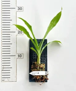 Alternative view of Catasetum Schunkei Blooming Size - Mounted