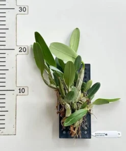 Alternative view of Dendrobium Jenkinsii ( JENKIS ORANGE ) Blooming Size - Mounted