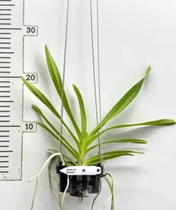 Alternative view of Vanda Tricolor Blooming Size