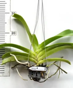 Alternative view of Rhynchostylis Creamy Foxtail Blooming Size
