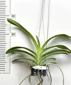 Alternative view of Rhynchostylis Jim Ping Bright Blooming Size