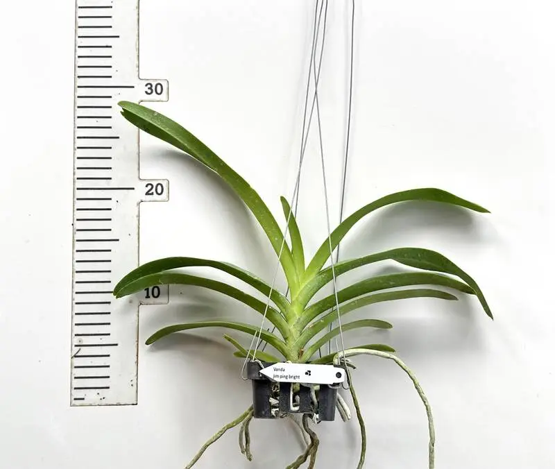 Rhynchostylis Jim Ping Bright Blooming Size - Image 2