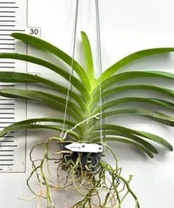 Alternative view of Vanda Pure Magic Blooming Size