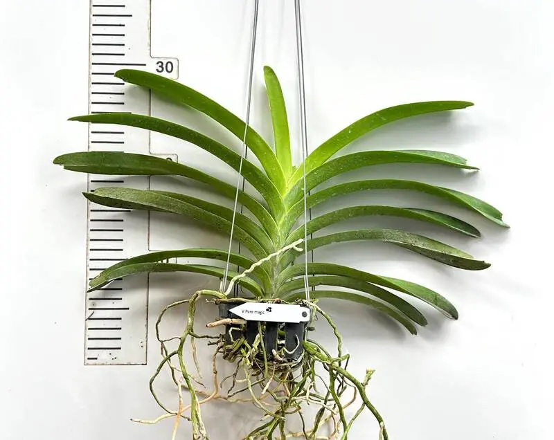 Vanda Pure Magic Blooming Size - Image 2