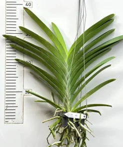 Alternative view of Vanda Somsri Blue Classic × V. Chulee Blooming Size