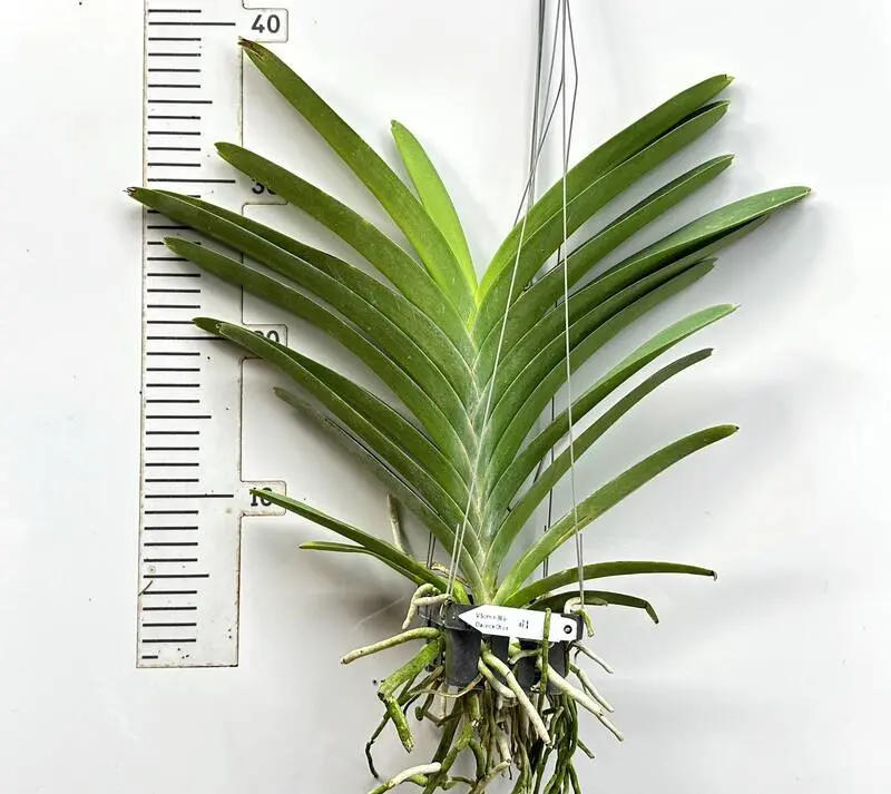 Vanda Somsri Blue Classic × V. Chulee Blooming Size - Image 2
