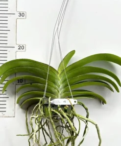 Alternative view of Vanda Wuttipanaara Maanoonyaa Yellow Blooming Size