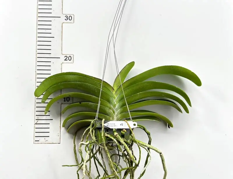Vanda Wuttipanaara Maanoonyaa Yellow Blooming Size - Image 2