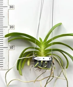 Alternative view of Rhynchostylis Prachit Gold x Rhy Gigiantea Blooming Size