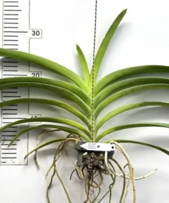 Alternative view of Vanda Kuay Jai Loong x Suksamran Blooming Size