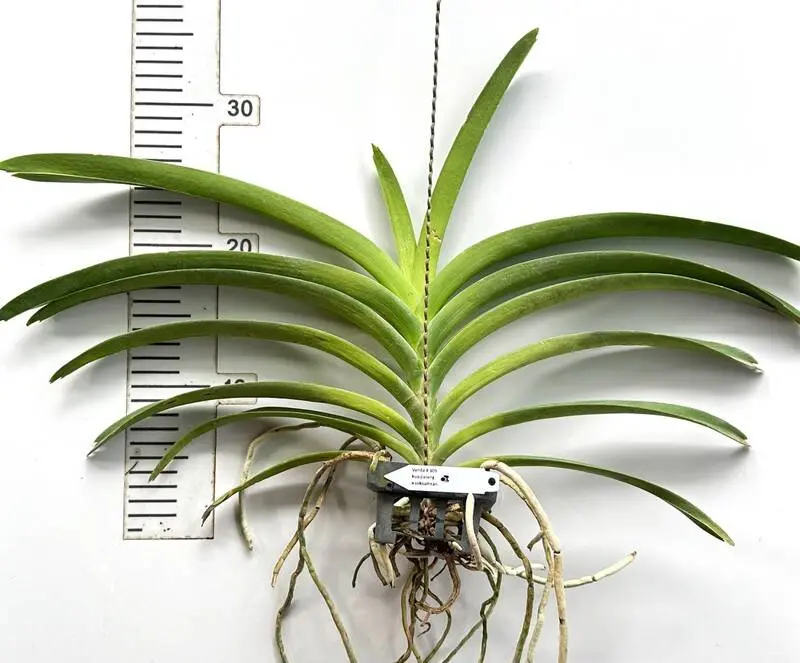 Vanda Kuay Jai Loong x Suksamran Blooming Size - Image 2
