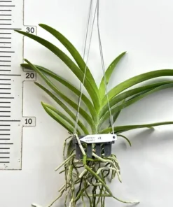 Alternative view of Vanda Boonsern Delight Pink Blooming Size