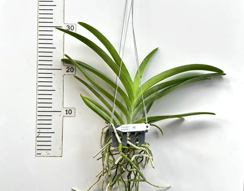 Vanda Boonsern Delight Pink Blooming Size - Image 2