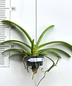 Alternative view of Rhynchostylis Retusa X Gigantea Red Blooming Size