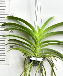 Vanda Sanderriana Alba x Hong Silp Blooming Size - Image 2