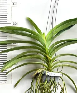 Vanda Dr Anek x Similan Blooming Size - Image 2