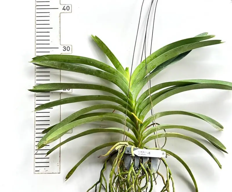 Vanda Dr Anek x Similan Blooming Size - Image 2