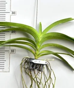 Alternative view of Vanda 54 Blooming Size