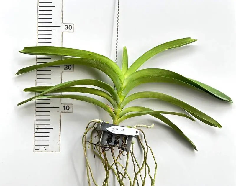Vanda 54 Blooming Size - Image 2