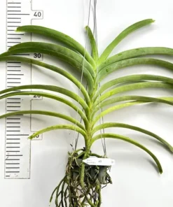 Alternative view of Vanda Lame Goodfellow Blooming Size