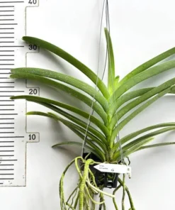 Vanda Pintuwadee Blooming Size - Image 2