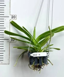 Alternative view of Vanda Flabellata ( FB Pink Lip ) Blooming Size