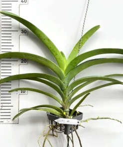 Alternative view of Vanda White Yellow Two Tone 304 Blooming Size