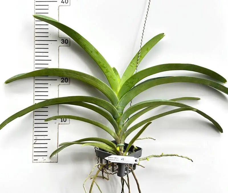 Vanda White Yellow Two Tone 304 Blooming Size - Image 2
