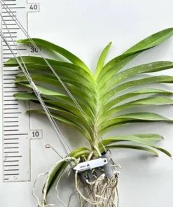 Alternative view of Vanda Pachara Blue Blooming Size