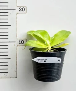 Alternative view of Ready to Flower Size Phalaenopsis Bellina f. Coerulea (BELLA V CR)