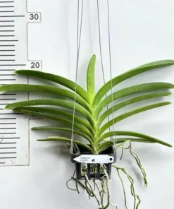 Alternative view of Vanda Bangyeekhan x Patachree Delight Blooming Size