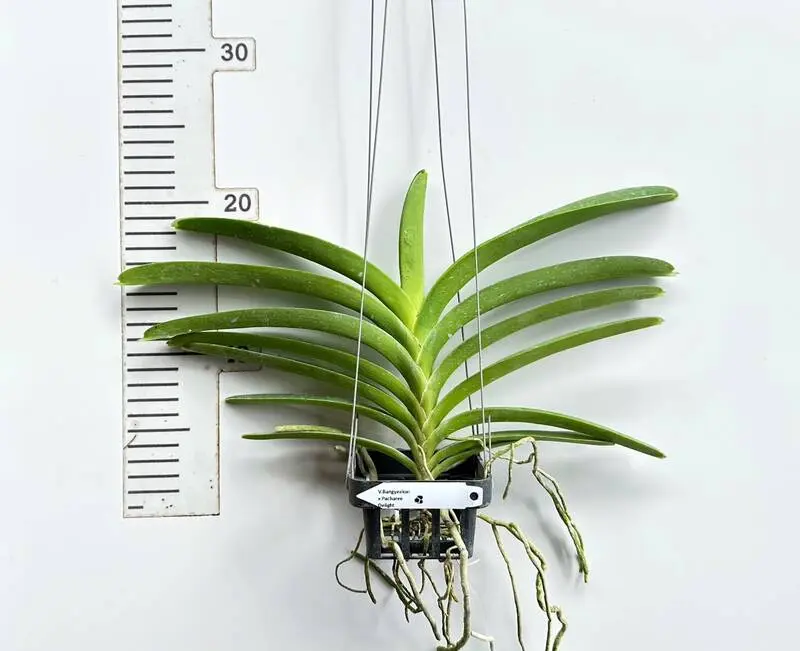 Vanda Bangyeekhan x Patachree Delight Blooming Size - Image 2