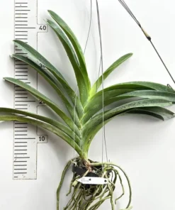 Vanda Tubtim x Kuay Jai Loong x Bitz Blooming Size - Image 2