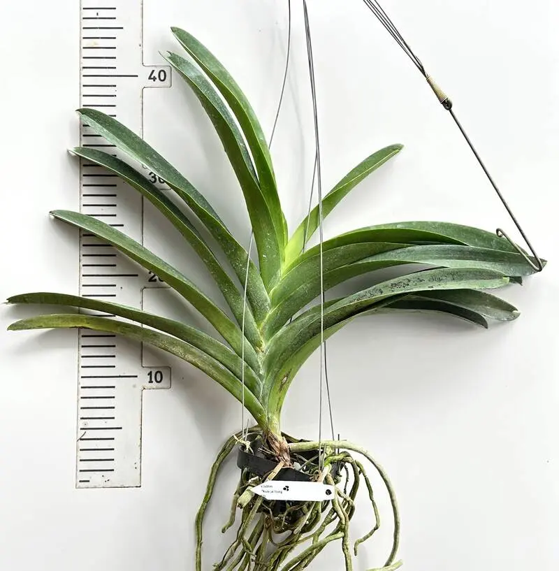Vanda Tubtim x Kuay Jai Loong x Bitz Blooming Size - Image 2