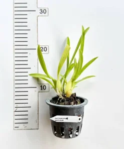 Alternative view of Oncidium White Fiary Blooming Size