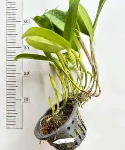 Alternative view of Cattleya Loong Ton Red Blooming Size