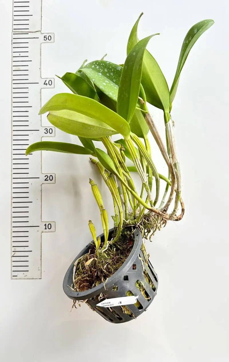 Cattleya Loong Ton Red Blooming Size - Image 2