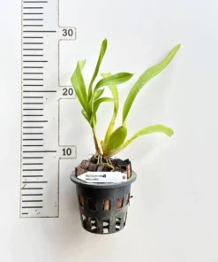 Alternative view of Oncidium Hwuludeen Blooming Size