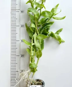 Alternative view of Dendrobium Anosmum ( ANS Sweet ) Blooming Size