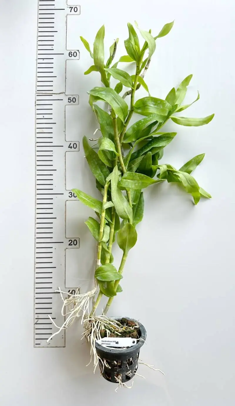 Dendrobium Anosmum ( ANS Sweet ) Blooming Size - Image 2