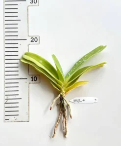 Alternative view of Vandopsis Gigantea ( DPS x Gigantea ) Blooming Size