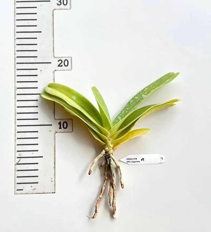 Vandopsis Gigantea ( DPS x Gigantea ) Blooming Size - Image 2