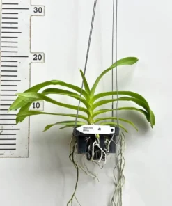 Alternative view of Vanda Brunnea (BRUNA) Blooming Size