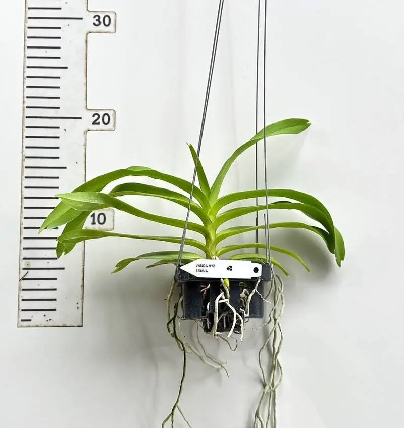Vanda Brunnea (BRUNA) Blooming Size - Image 2