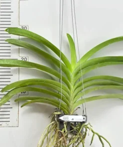 Vanda Anek x Ponpimol x Kulwadee Blooming Size - Image 2
