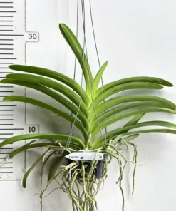 Vanda Suantang Blooming Size - Image 2