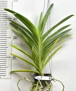 Alternative view of Vanda Dr. Anek X Bitz Blooming Size