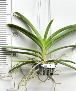 Vanda Siriwan Blooming Size - Image 2